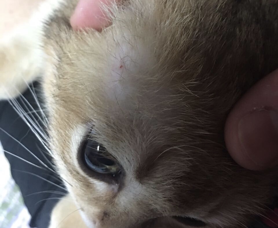 猫咪得了猫癣怎么治最有效,猫咪得了猫癣怎么治疗好得快一些