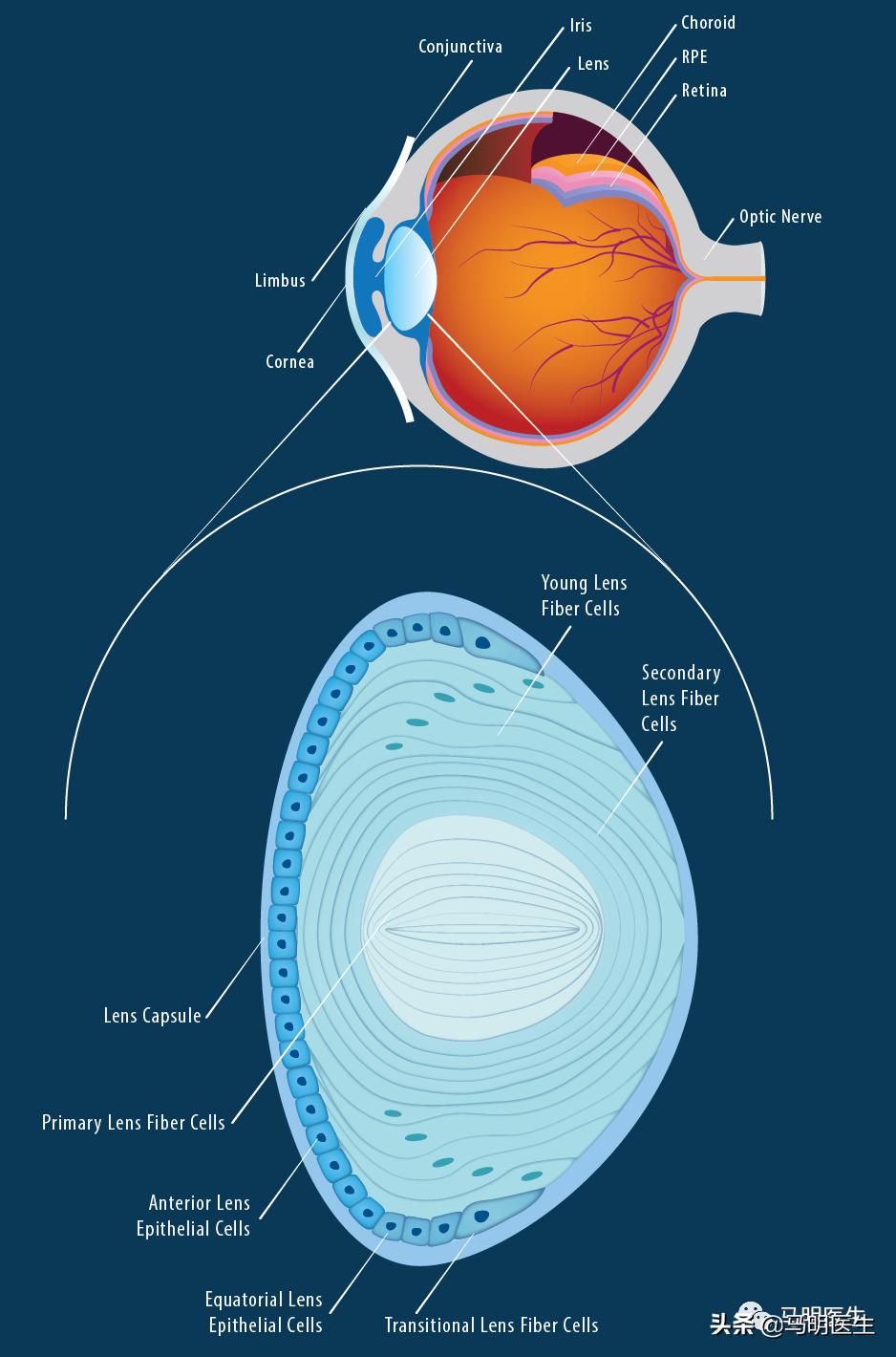 眼光学训练法,眼光学是什么