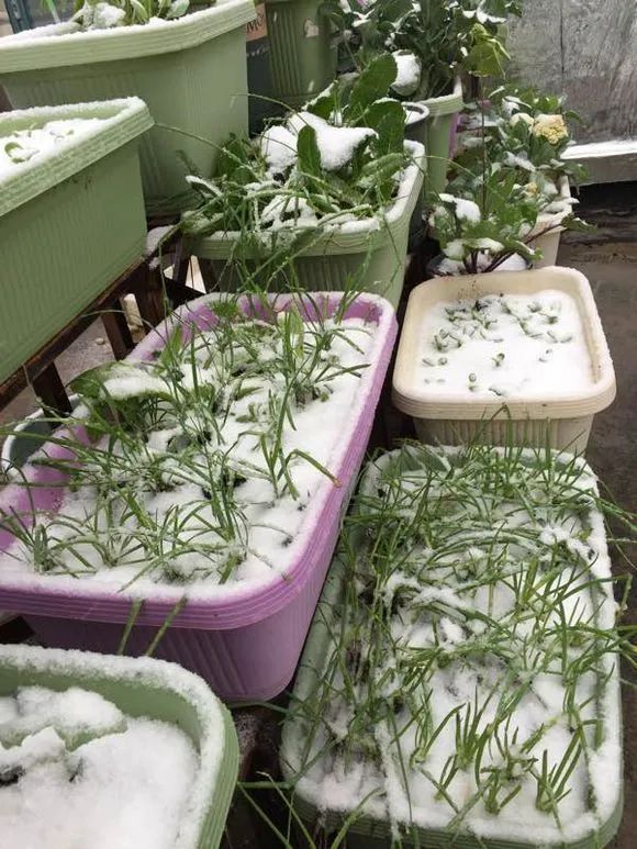 冬季并非意味着园艺季节的结束，这些蔬菜冬季也能栽种