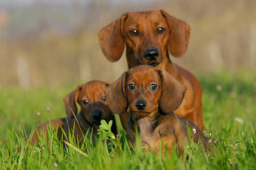 盘点一下狗界活得最久的狗狗,盘点七种强大无敌的狗狗