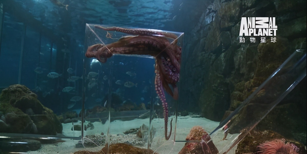 为什么把章鱼称作外星生物,章鱼是寒武纪生物吗