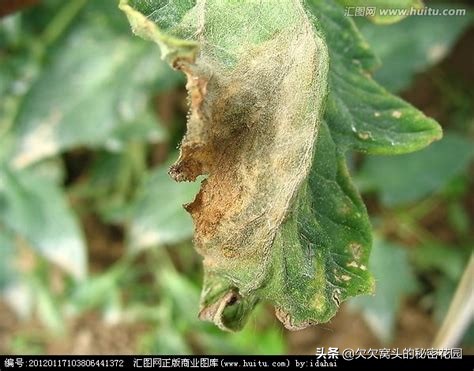 一座可以吃的花园--香草花园2迷迭香