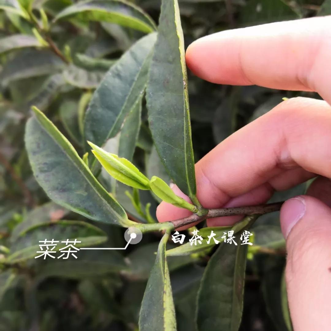 白茶是什么？咱们坐下来，好好聊一聊