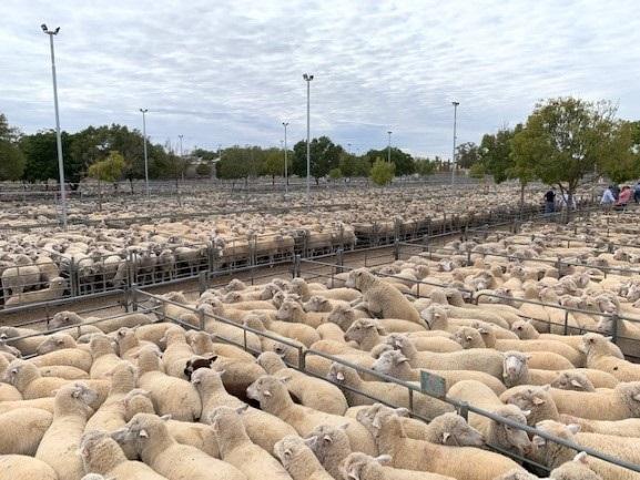 船员发生感染新冠,船员感染冠状病毒死亡