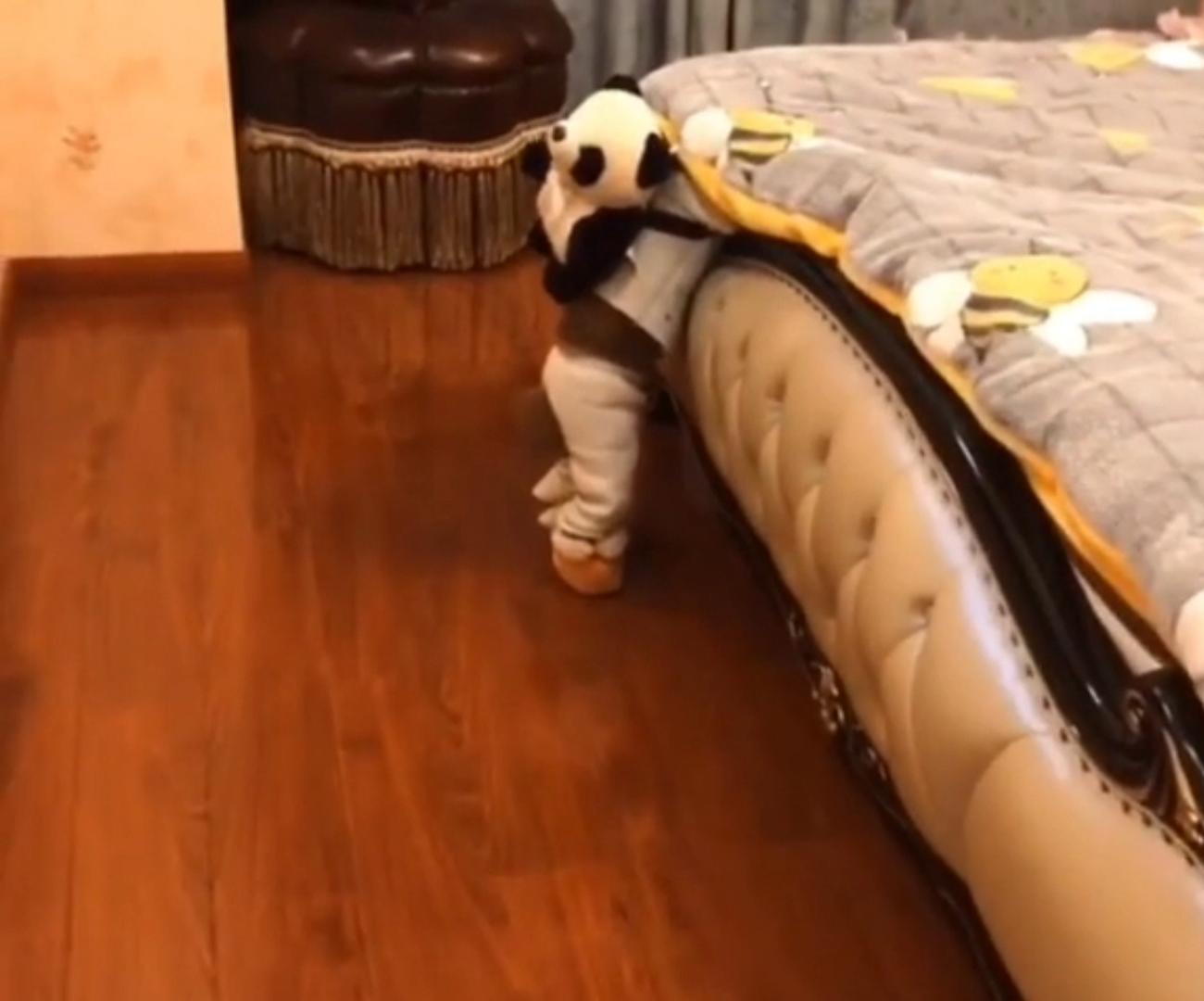 泰迪豆豆生活记录,泰迪狗狗豆豆爱旅行