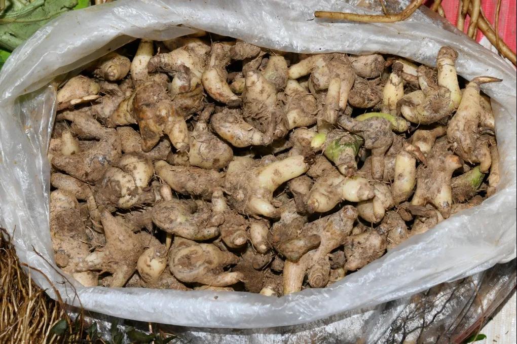 林草科普图片,林草科普