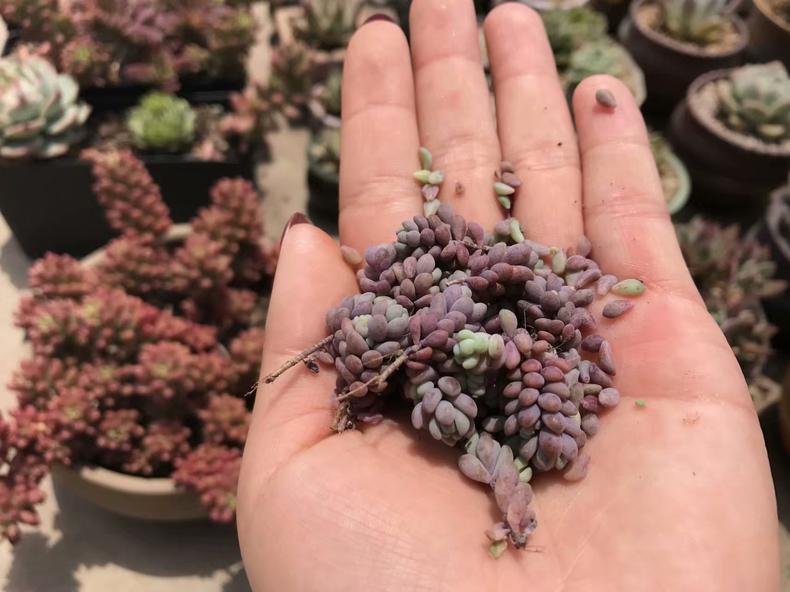 如果多肉叶子出现枯萎该怎么办,多肉植物彩麒麟长斑