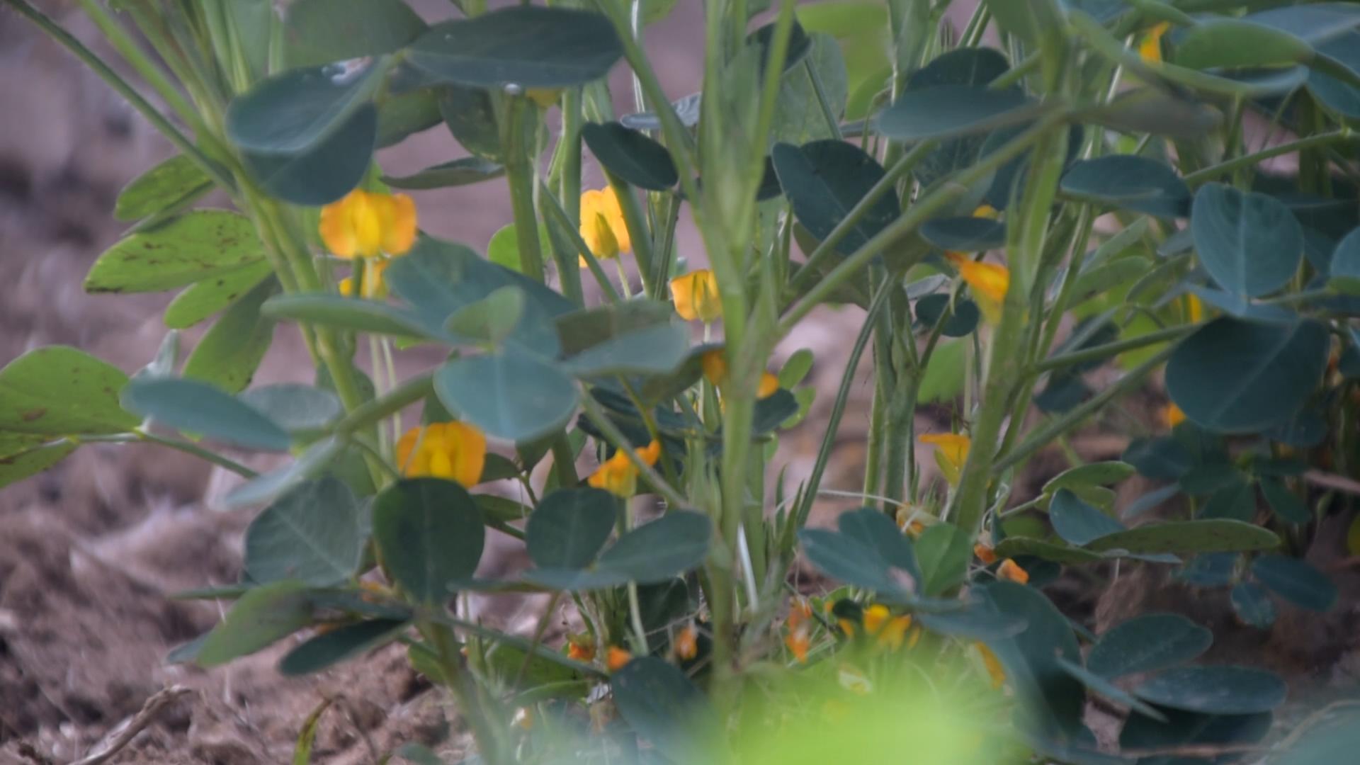 种花生时钙镁磷怎么施,花生什么时候补钙最合适