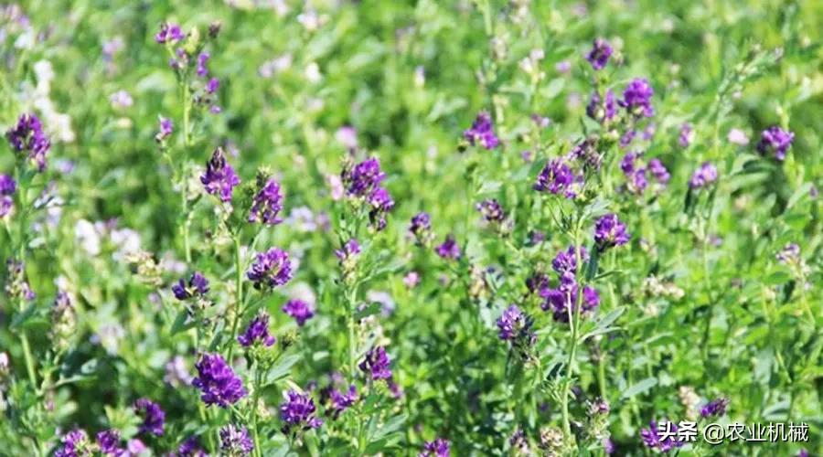 丘陵地带怎么用机械化牧草种植,湖南牧草机械化收获基地