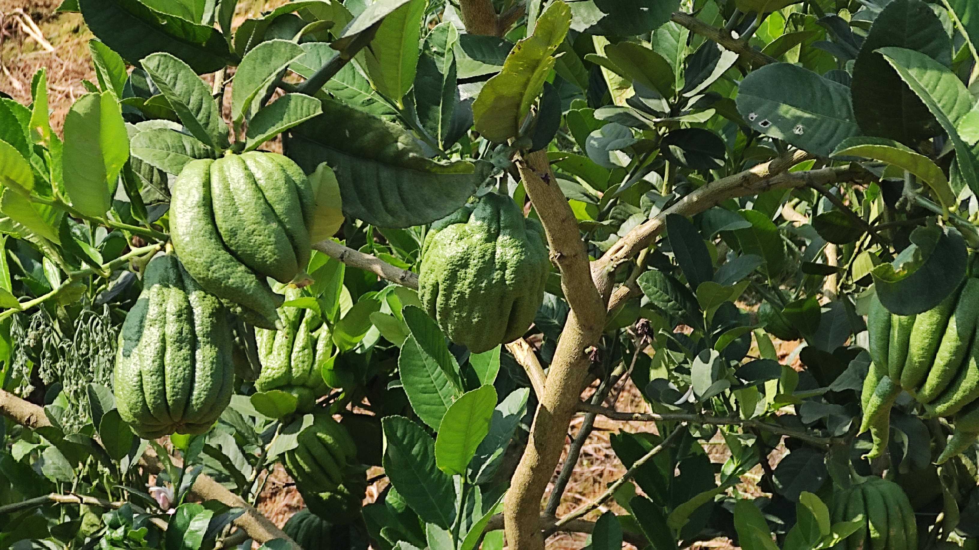 皋兰什川万亩梨园鼓起农民钱袋子,千亩中药材鼓起农民腰包