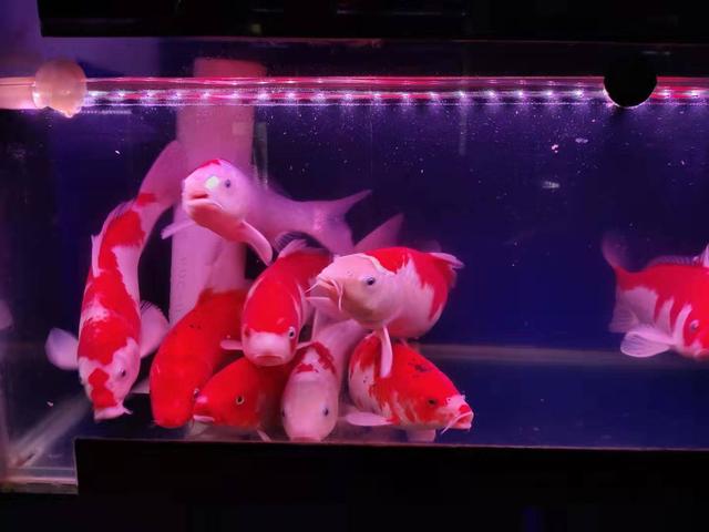 锦鲤饲养注意事项有哪些,饲养锦鲤要注意哪些方面