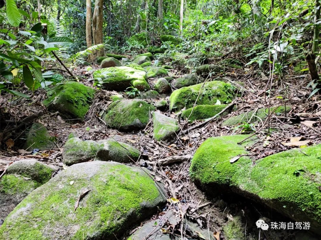 大山峰水牛坪露营记,东岸岭露营徒步