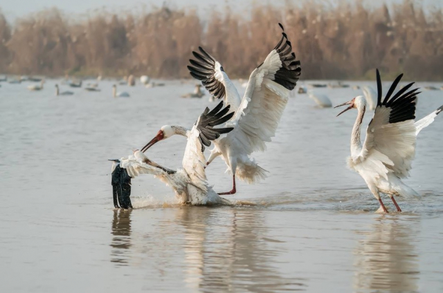 索尼alpha9ii上手初体验,索尼alpha9