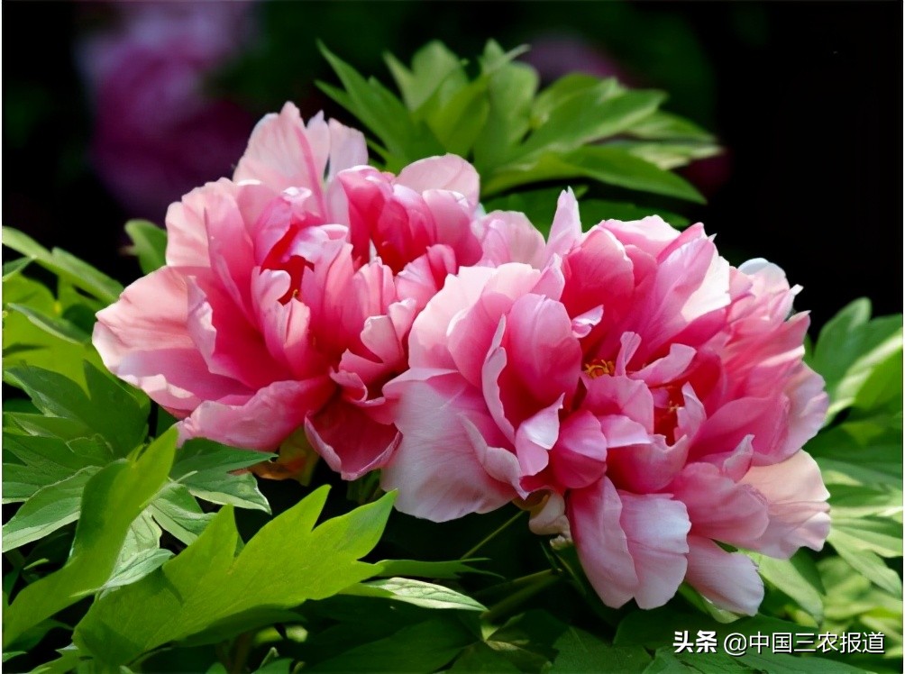 牡丹如何通过栽培增加其观赏价值,牡丹种植的价值