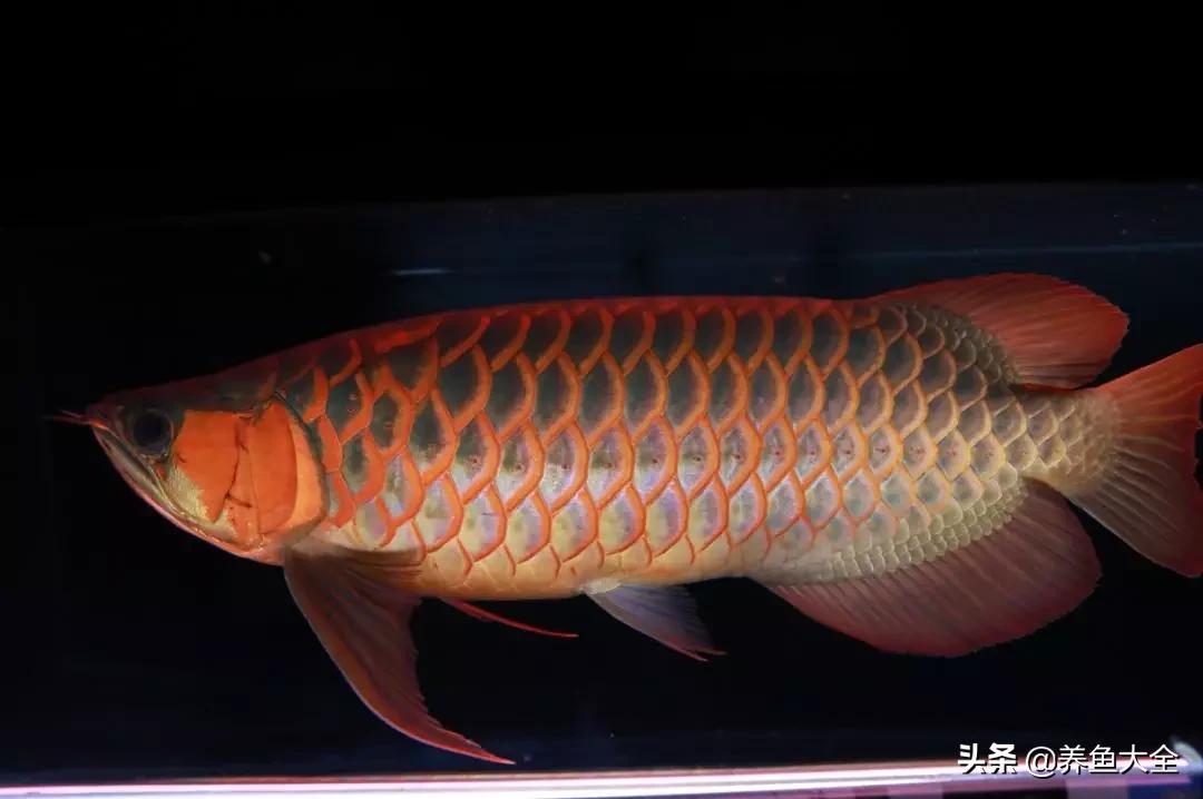 40x40鱼缸养小龙鱼可以吗,1.8米鱼缸只养一条龙鱼行吗