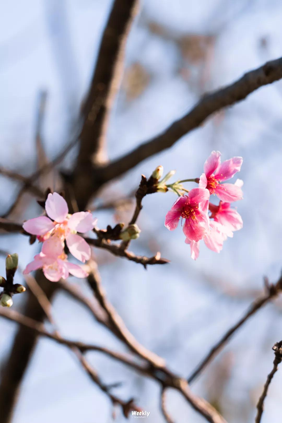 深圳樱花专列,深圳蛇口樱花列车