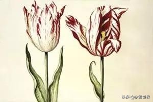 小小的郁金香是如何催生了资本家最厉害的敛取财富的招数之一的？