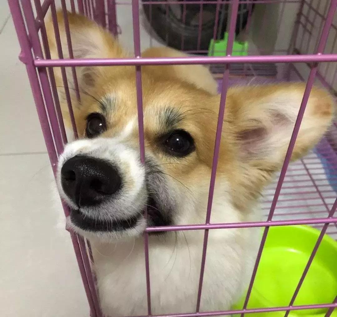 狗狗这么可爱，怎么舍得和它吵架呢？除非忍不住