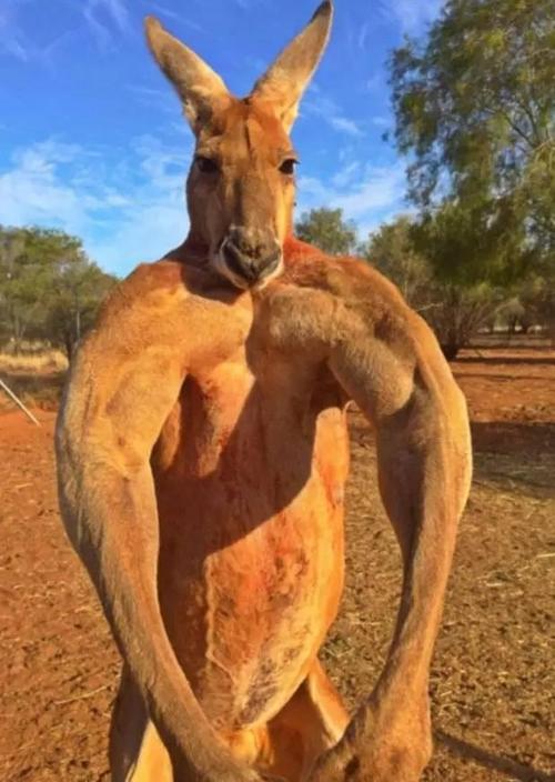 澳大利亚冷知识，独特的动物，你知道几个？