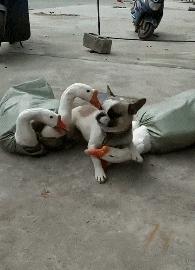 空中一字马搞笑图,一个突如其来的一字马