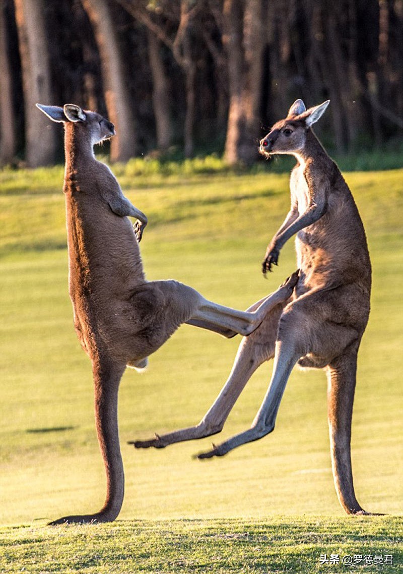 世界足坛五大神兽,世界十大威猛动物