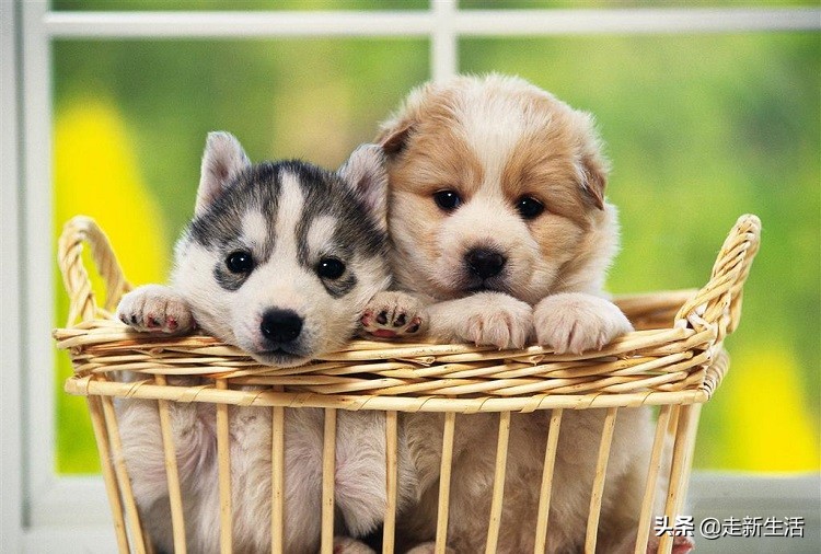 新手铲屎官要养狗要准备什么,新铲屎官养狗必备好物