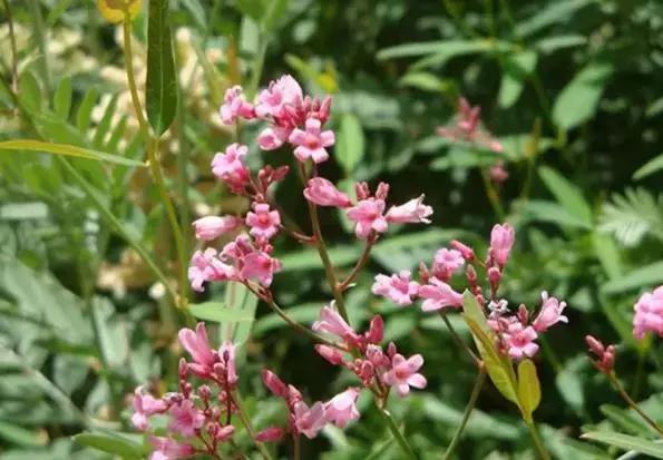 新疆非野生与野生罗布麻茶区别,新疆罗布麻茶哪个牌子的最正宗