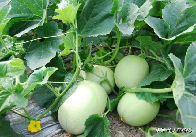 甜瓜大棚种植方法全过程,大棚甜瓜种植技术完整版