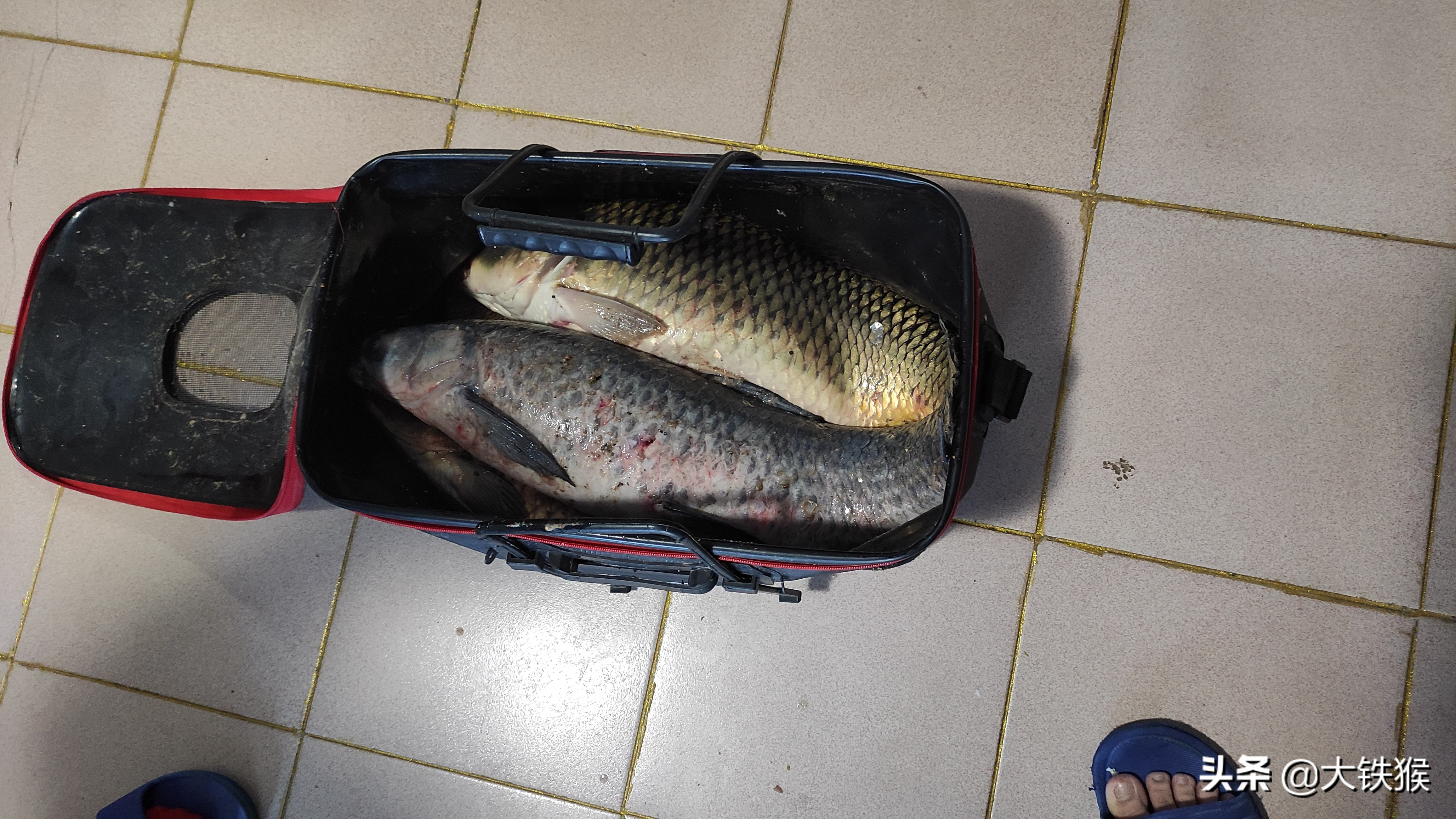 黑坑钓巨物5分钟上3条,野钓巨物成果