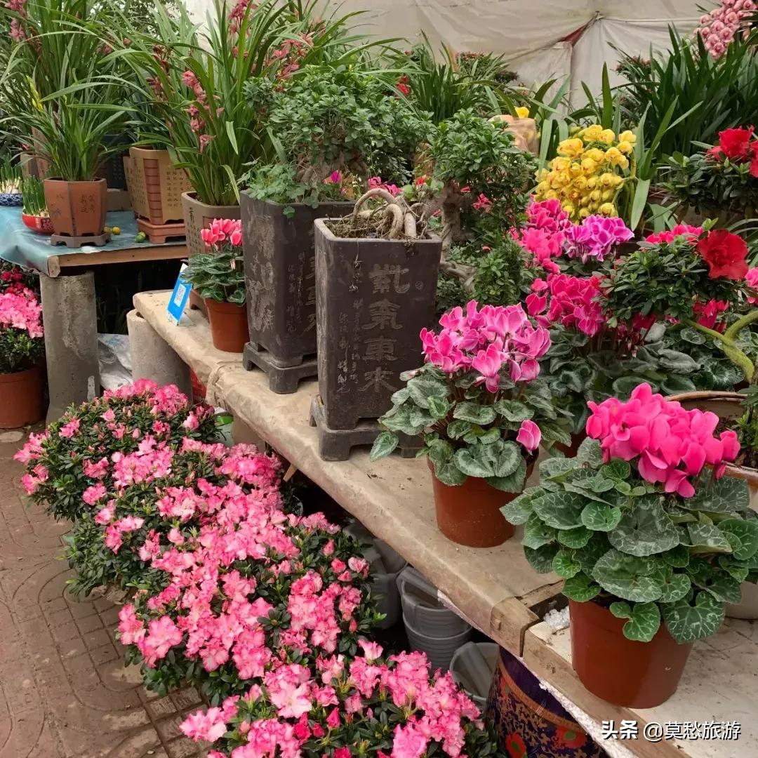 南京最大的花卉市场在哪里,南京最大花卉市场在哪里