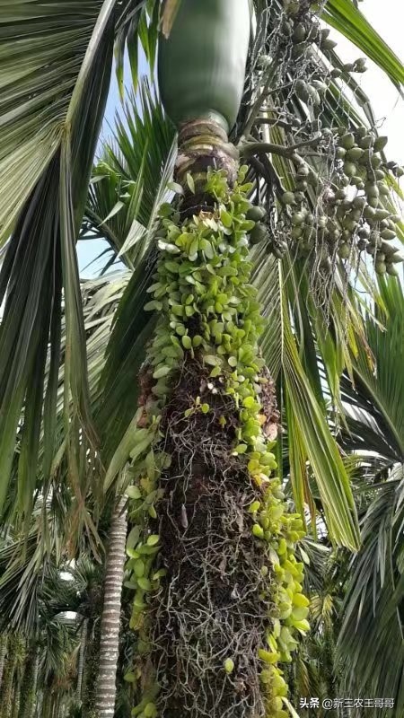 海南槟榔黄化的主要原因,槟榔黄化用什么杀菌剂呢