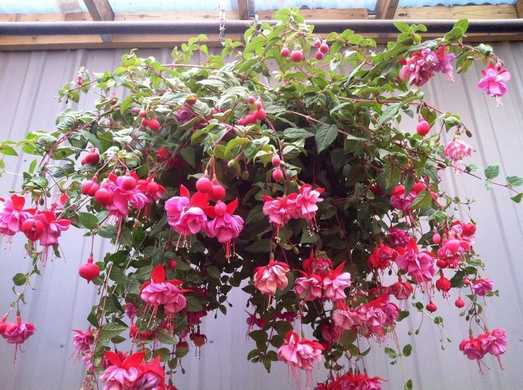 适合挂在阳台上的植物,哪些植物适合在阳台上