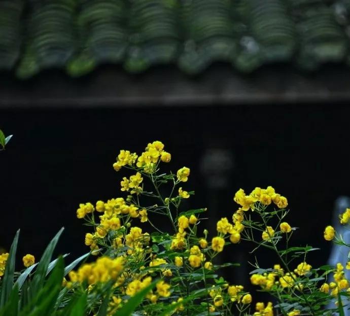 阳历阴历农历三者的关系,农历生日是阴历还是阳历