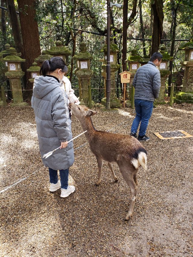 如果你今生只想去一次日本，千万别跟我一样，报这样的旅行团五