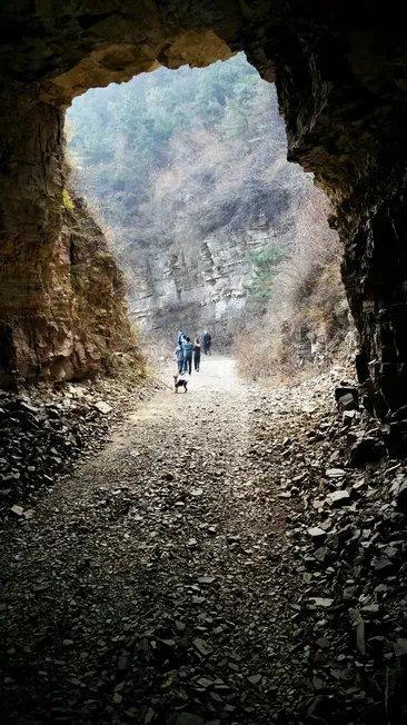 伸舌头的小鹿犬,爱洗澡的小鹿犬