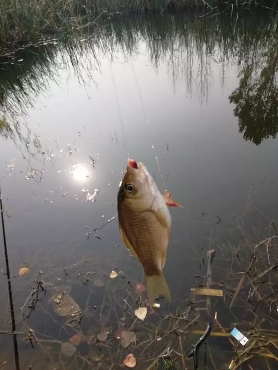 空闲出钓沐暖阳，本汀宗师开光狂拉鲫