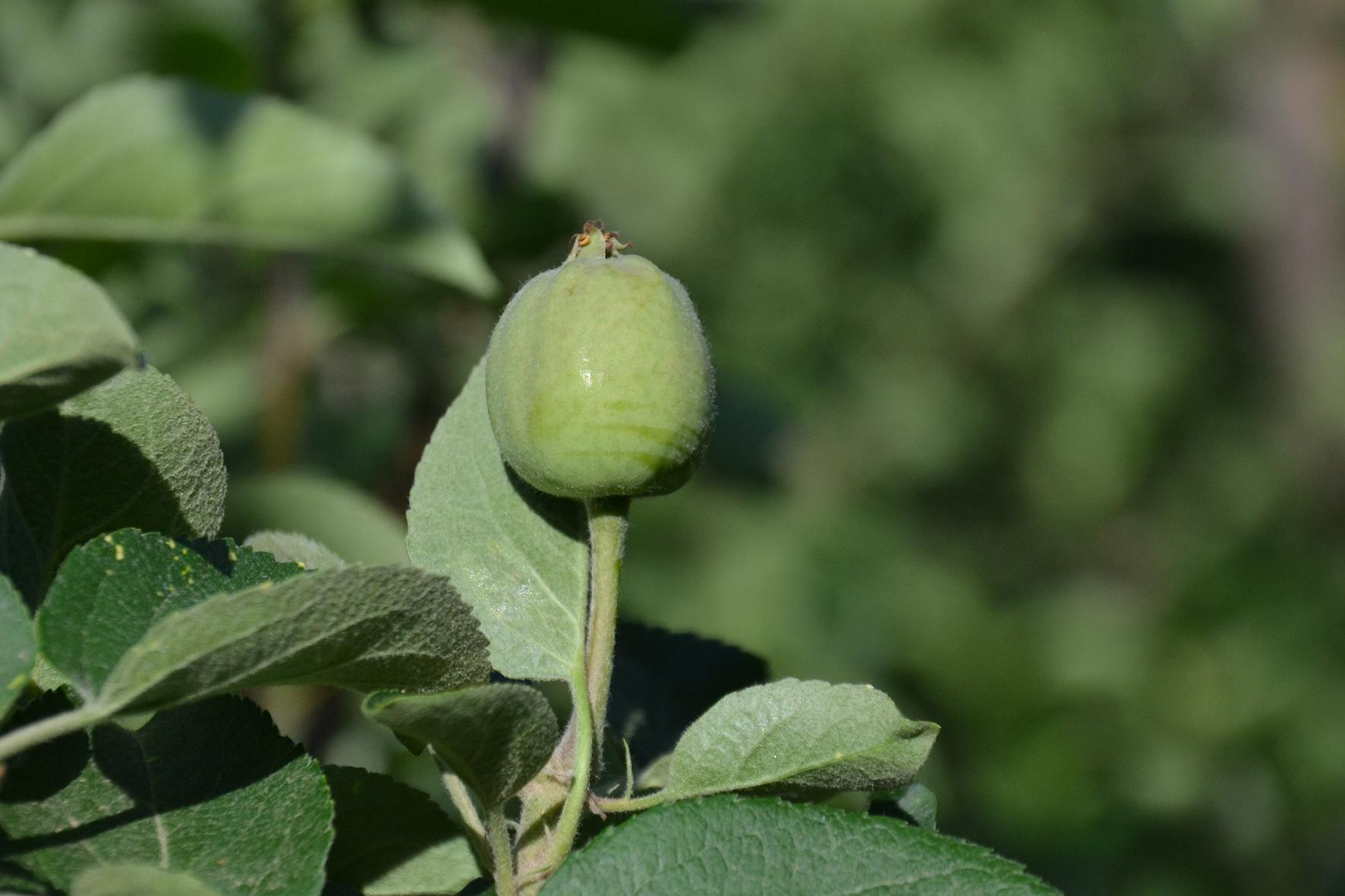 冰雹对今年红富士苹果的影响,大风沙尘降温对红富士苹果的影响