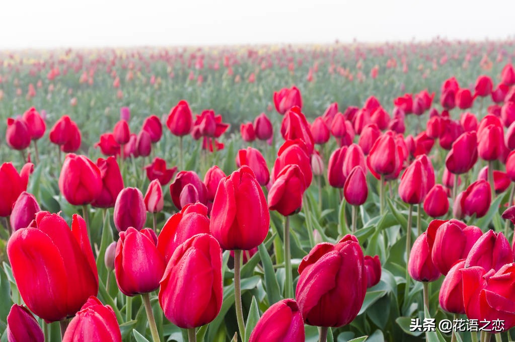 郁金香花语全部视频,花语完整视频大全
