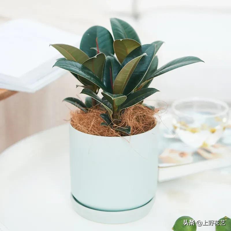 黑金刚橡皮树榕树,黑金刚橡皮榕盆栽怎么养