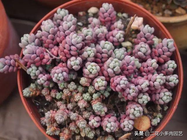 365种·常见花卉图谱，观果和多肉植物收藏篇