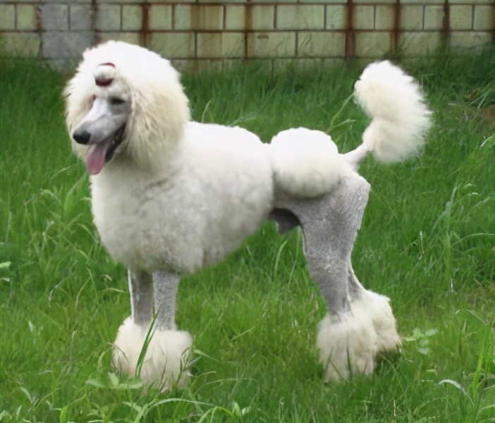 “烧钱”厉害的几种狗狗，你家养了吗？