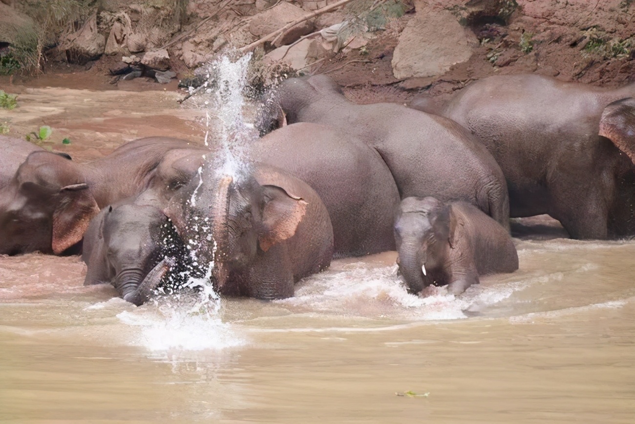 云南象群迁徙损失,云南象群迁徙事故
