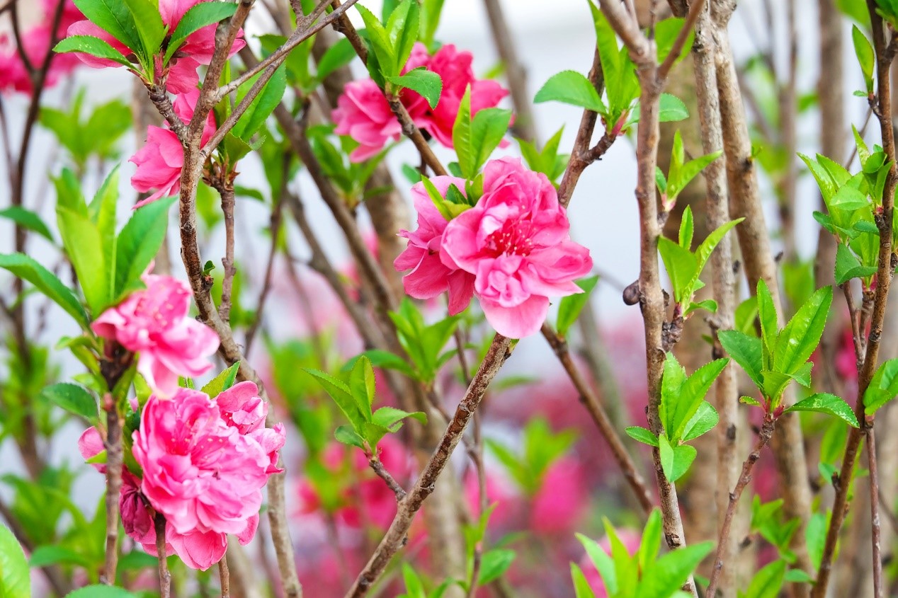 巴中市第四中学西华山春游,巴中高中春游