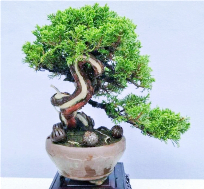 柏树桩盆景的造型,柏树舍利杆与枝条怎么完美过渡