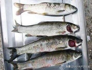 草鱼赤皮病怎么治最好,草鱼赤皮病最佳治疗方法