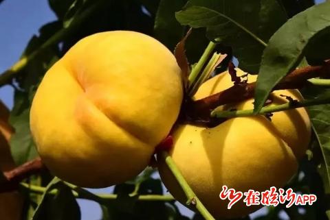 山东临沂蒙阴甜蜜桃,蒙阴蜜桃代言