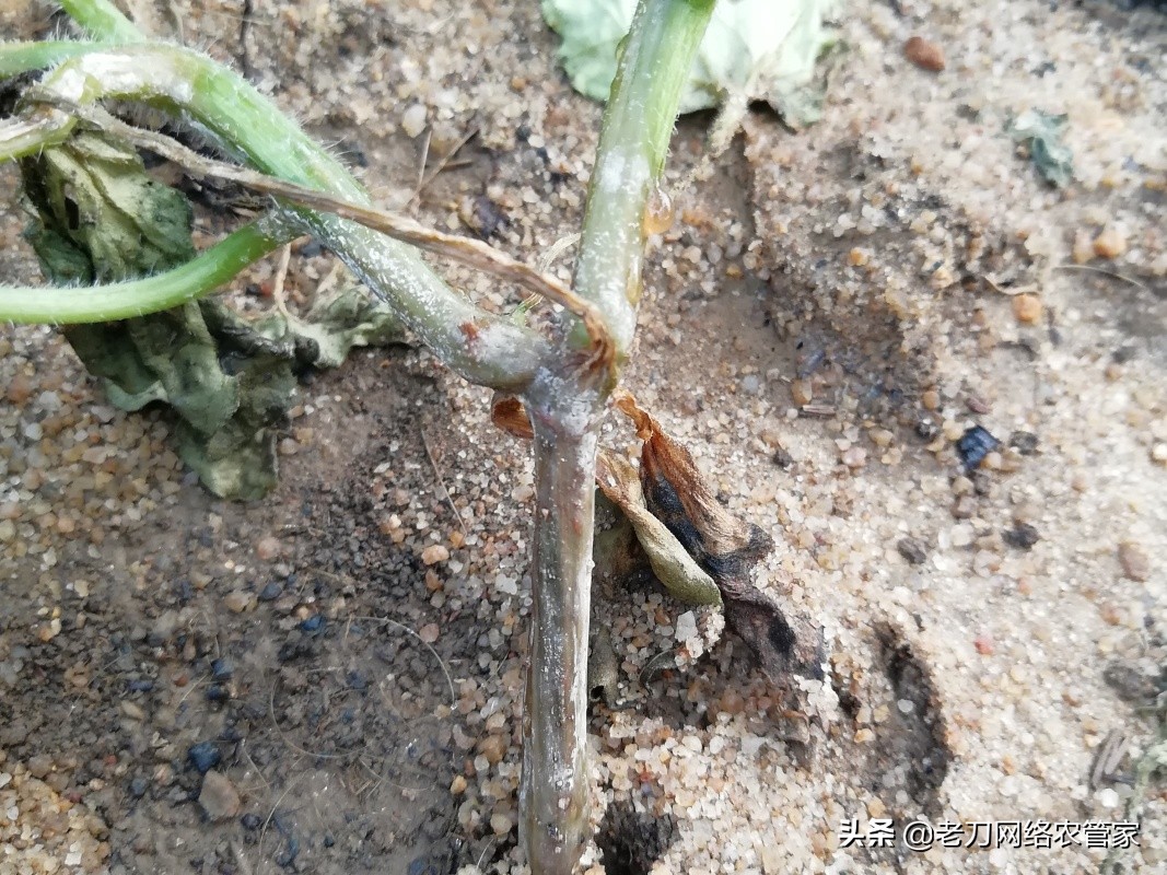 大棚里西瓜菌核病是什么原因,西瓜菌核病