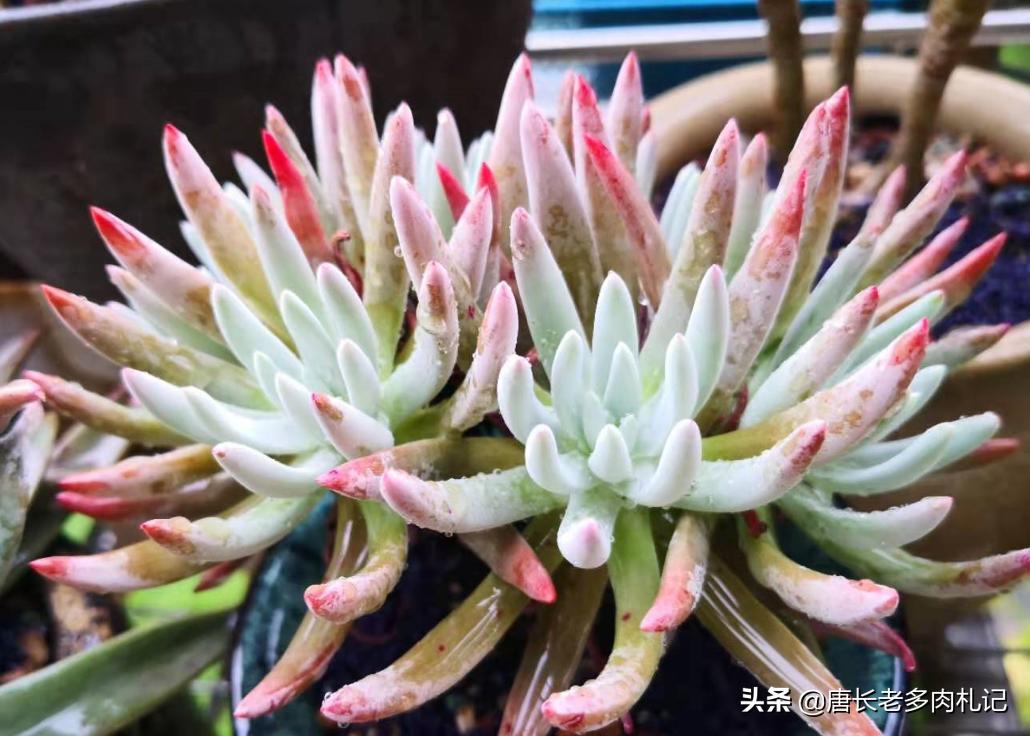 爱杜丽丝多肉怎么变成老桩,爱杜丽丝多肉是夏型种吗