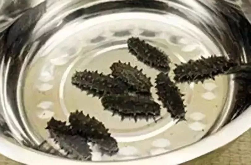 最新海参泡发教程,最有效的海参泡发方法视频教程