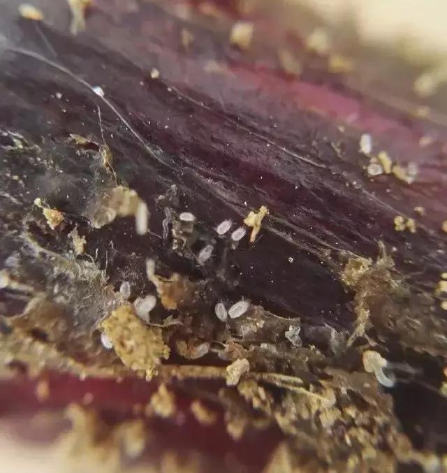 螨类害虫什么时候发生,螨类害虫有哪些特征